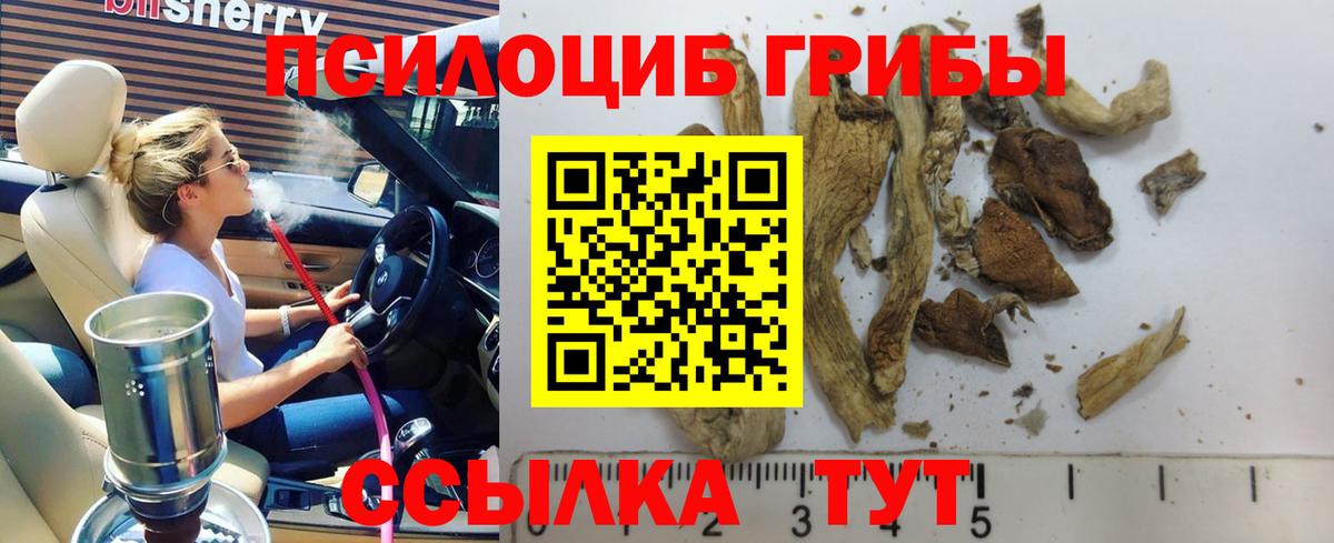 Галлюциногенные грибы Psilocybe Верхняя Пышма